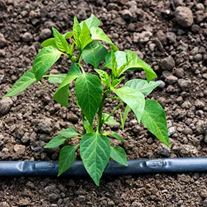 Aplicaciones del producto